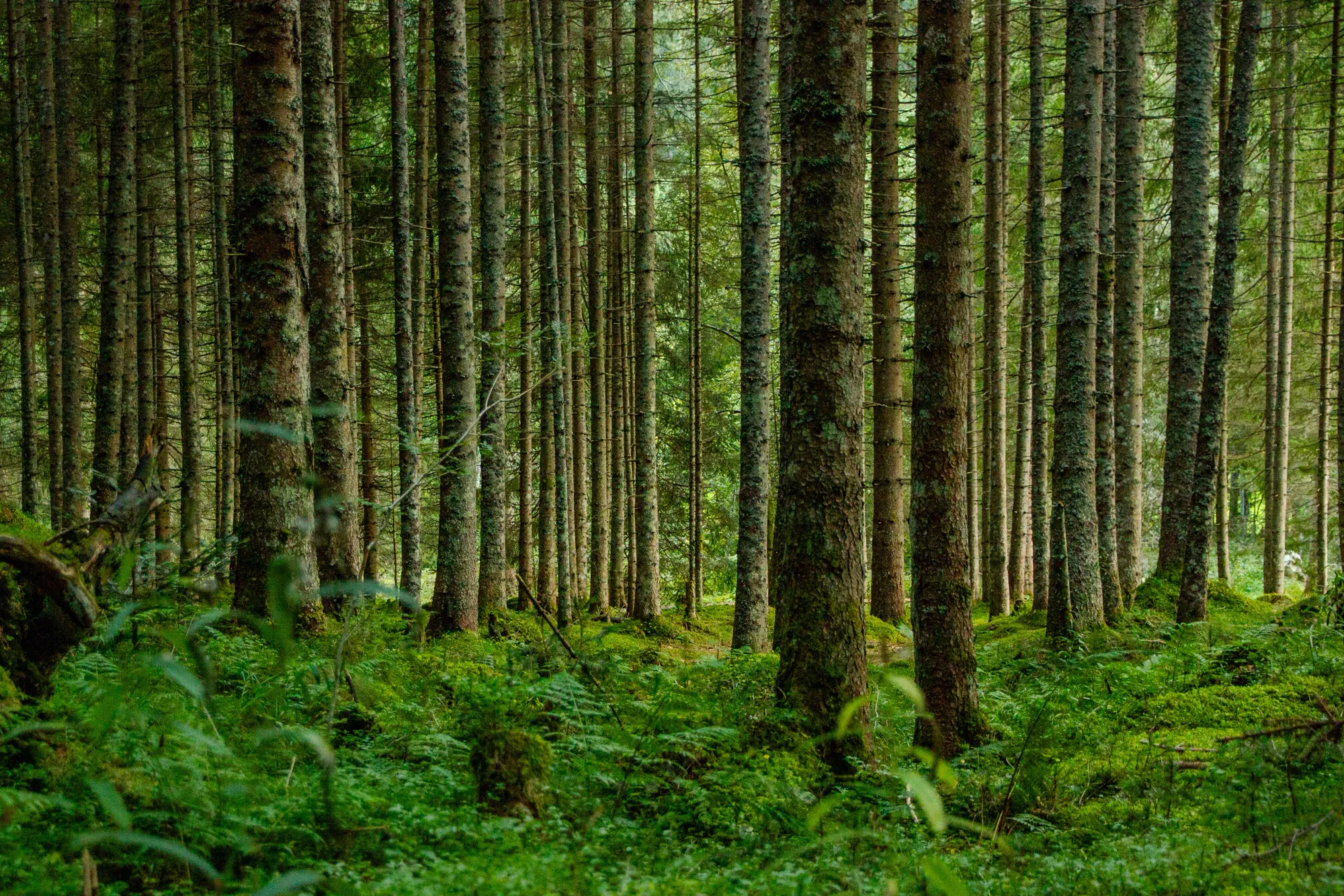 Floresta preservada